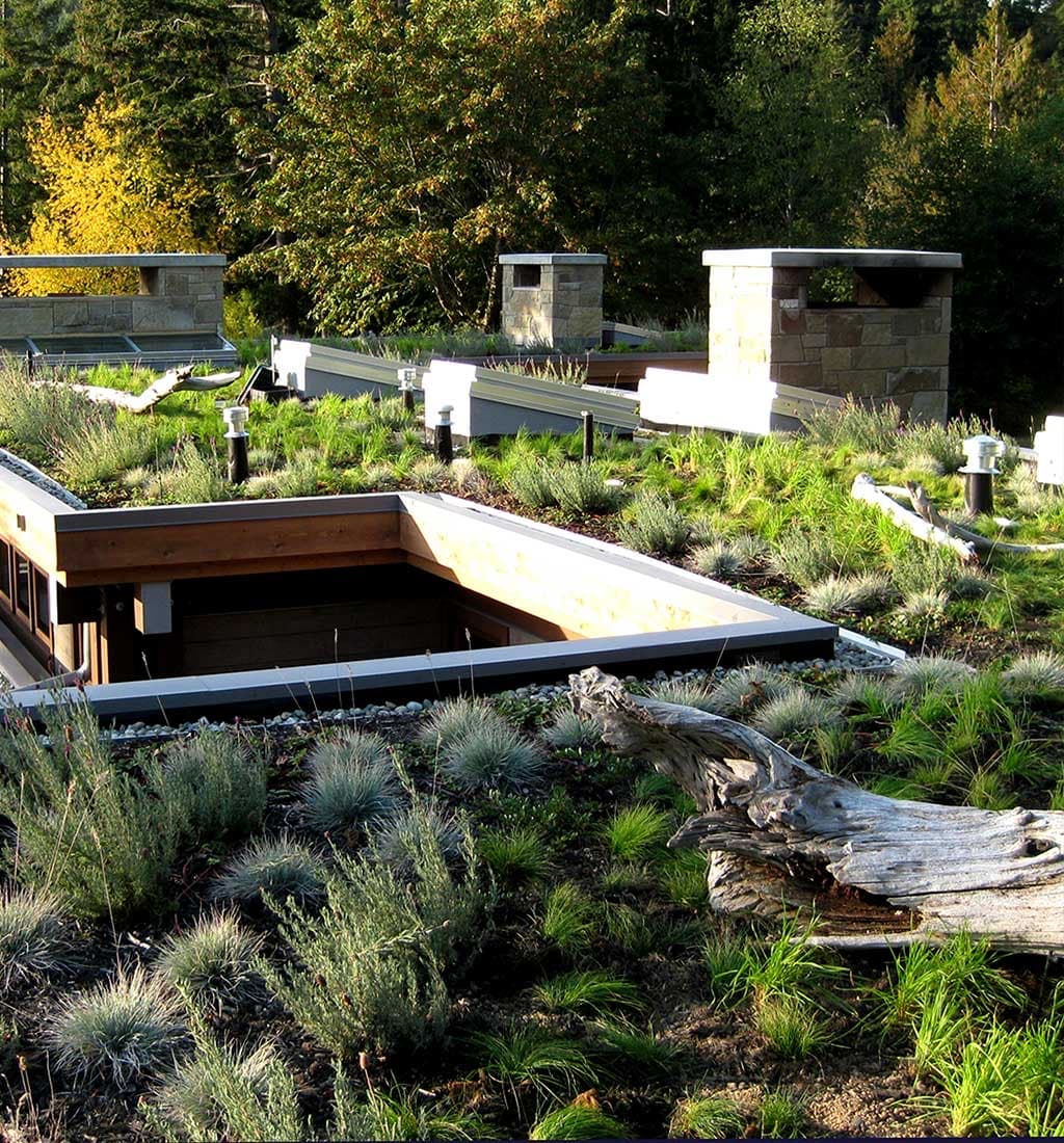 A planted green roof with native grasses on top of a SolTerra building