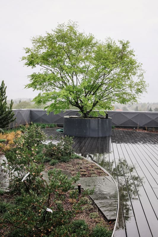 Somatic Center Portland: a rooftop garden with a tree in a large planter beside a wood deck