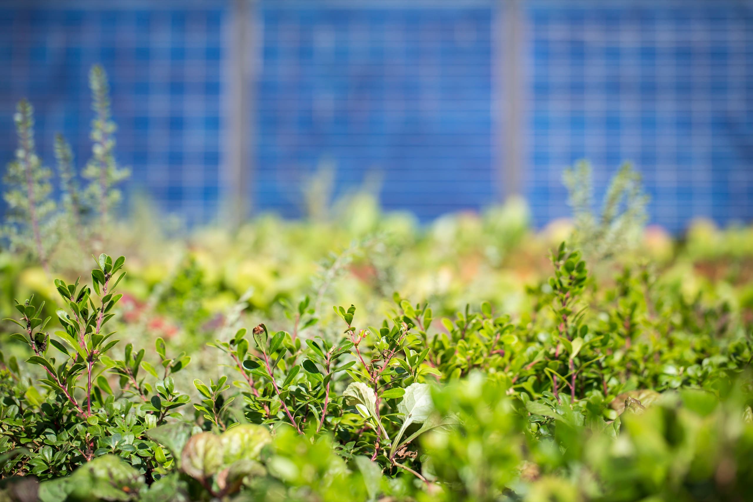 Close-up of green plants on Woodlawn's living wall, with blue solar panels softly blurred behind, Portland