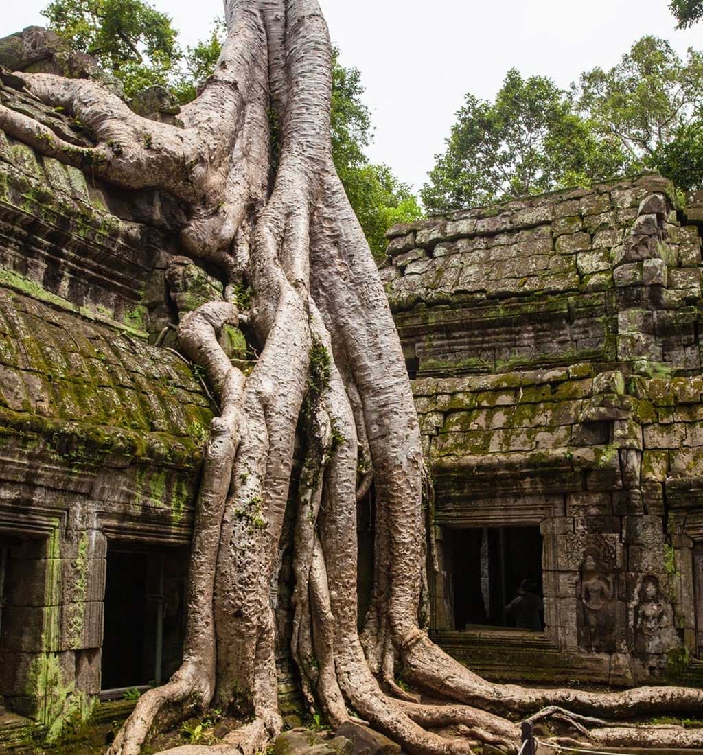 Giant tree roots growing over moss-covered ancient stone temple ruins