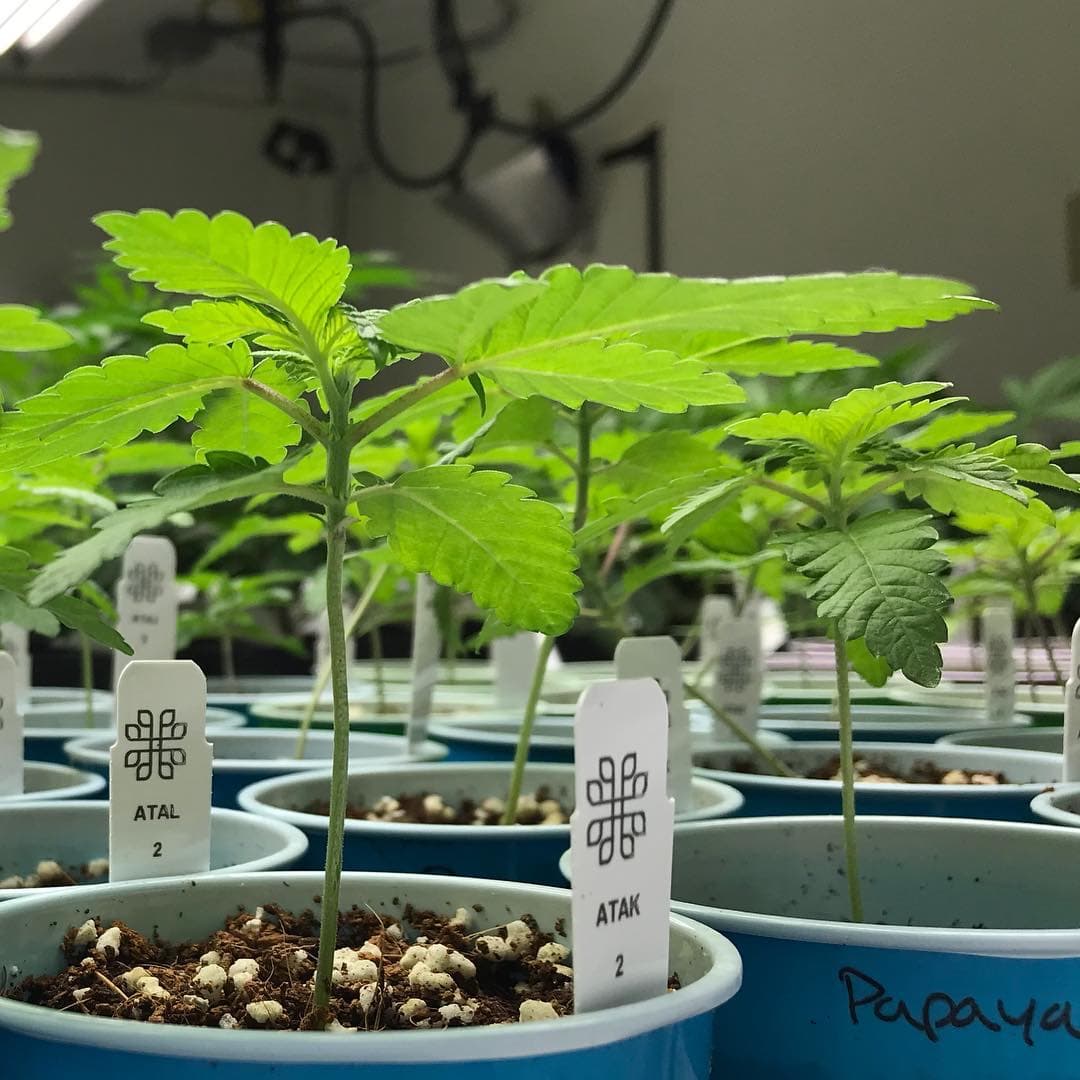 Young plants growing in blue pots with Phylos Bioscience plant tags, under grow lights